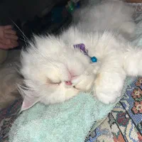 گربه|گربه|کردکوی, |دیوار