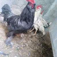 خروس های هیکلی ۴عدد