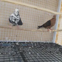 دوتا کفتر کاکلی غریب گیری|پرنده|هشتگرد, فاز ۷ مهستان|دیوار