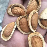 بادام درختی پرمغز  شیرین بدون تلخی و پوچی|خوردنی و آشامیدنی|تکاب, |دیوار