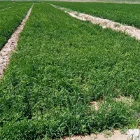 علف جوگندم خودرویه