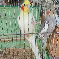 طوطی عروس لوتینو سالم|پرنده|رشت, حومه رشت|دیوار