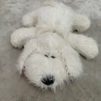 تعدادی اسباب بازی|اسباب‌‌بازی|گرگان, |دیوار