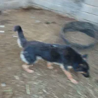 سگ ژرمن