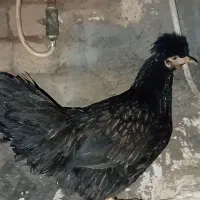 مرغ گلین|حیوانات مزرعه|معصومیه, |دیوار