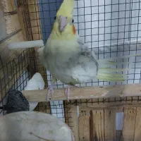 عروس هلندی|پرنده|چهاردانگه (تهران), |دیوار