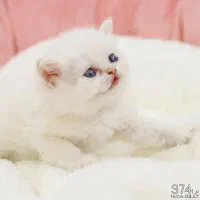 فروش گربه|گربه|تبریز, |دیوار