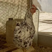 مرغ گلین