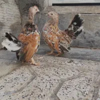 نیمچه جاپنیز زینتی منیاتوری