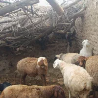 بزغاله شیری،میش افشار دوقلو زا،بز دورگ بز سانن  ،