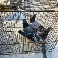 کبوتر درجه یک زدو خوردی|پرنده|کرج, عظیمیه|دیوار