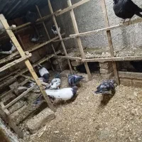 دورگ وتکپر|پرنده|قرق, |دیوار