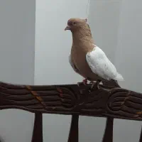 یک نر سینه طلایی عروسک