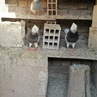 چند عدد کبوتر