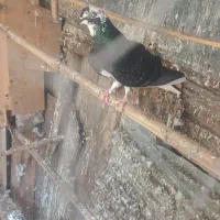 کبوتر فروشی