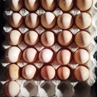 تخم مرغ لاری اوشامو نطفه دار