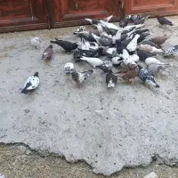 20جفت کبوتر تهرانی بگرد درجه یک با چند عدد دمی و|پرنده|الشتر, |دیوار