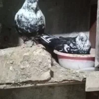 تعدادی کبوتر پرشی بهشرط زرندیه|پرنده|زرندیه, |دیوار