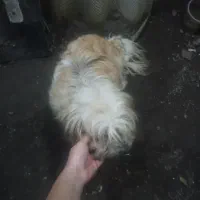 دختر تقریبا ۳ ساله|سگ|کیاشهر, |دیوار