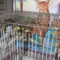 ده عدد قناری جوجه چهارماه