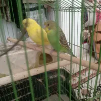 جفت مرغ عشق دم تخم