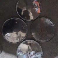 قالپاق|قطعات یدکی و لوازم جانبی|ایجرود, |دیوار