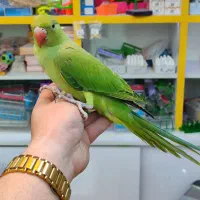 طوطی ملنگو سخنگو|پرنده|اردبیل, |دیوار