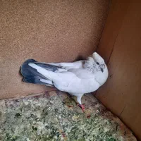 کفتر|پرنده|کرج, خرمدشت|دیوار