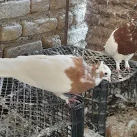 طوقی|پرنده|شیبکوه (فارس), |دیوار