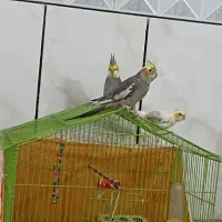 عروس هلندی|پرنده|دامغان, |دیوار