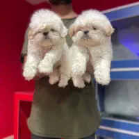 توله های جذاب شیتزو|سگ|تهران, اختیاریه|دیوار