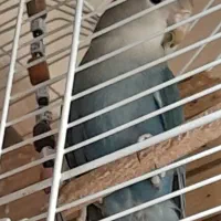 طوطی برزیلی وایت فیس|پرنده|تهران, جوانمردان (اندیشه)|دیوار