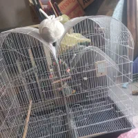 قفس پرنده