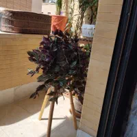 تعدادی گل و گیاه