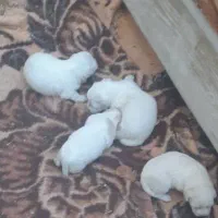 توله پاپی(سگ) پاکوتاه