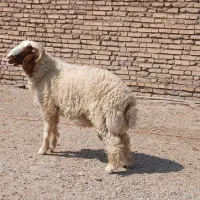 یک عدد بره چاق چرا شده