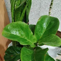 گل فیکیوس لیراتا