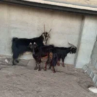 دوتا بز ،با یک پازن|حیوانات مزرعه|برازجان, |دیوار