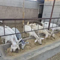 فروش تعدادی بز سانن و پاکستانی و میش و بزغاله