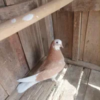 کبوتر