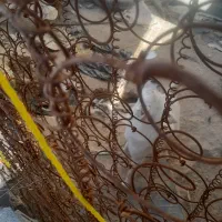 سگ خانگی دو رگه تمیز