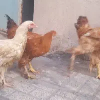 جوجه مرغ و خروس برهما یا امپراطور پَرپا نژاد اصلی|حیوانات مزرعه|مشهد, ایثار|دیوار