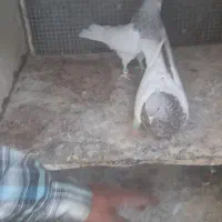 کله ای بازیکن|پرنده|بم, |دیوار