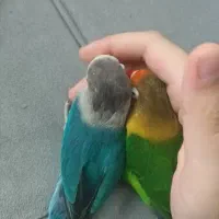 طوطی برزیلی دستی