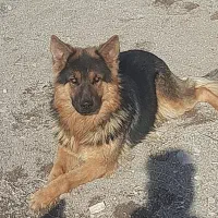 سگ ژرمن نر ۱ سال و نیم