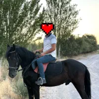 اسب مشکی|اسب و تجهیزات اسب‌سواری|تهران, پونک|دیوار