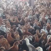 نیمچه نژاد گلپایگان ۵۰روزه