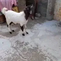 فروش|حیوانات مزرعه|آبدانان, |دیوار