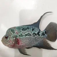 فلاور|ماهی|خسروشاه, |دیوار