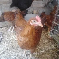 جوجه چهارماهه